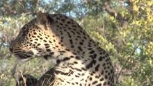 safari.tv diary - 24 May 2010