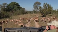 safari.tv diary - 25 May 2010