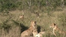 safari.tv diary - 26 May 2010