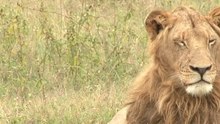 safari.tv diary - 29 May 2010