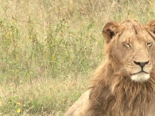 safari.tv diary - 29 May 2010