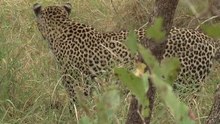 safari.tv diary - 30 May 2010