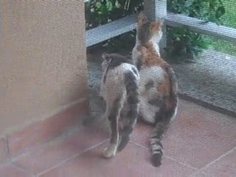 Kittehs at my backyard door