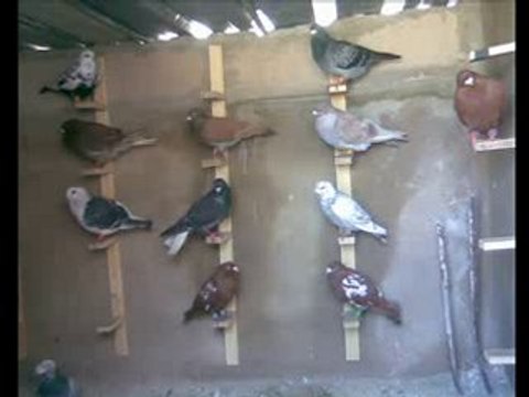 filo kuşları slayt video guvercinurfa.com