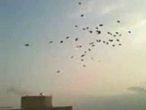 havada filo kuşları uçarkan guvercinurfa.com