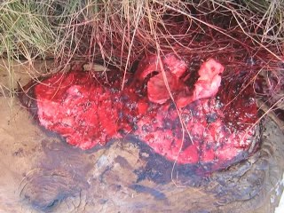 Rhinos under threat in South Africa