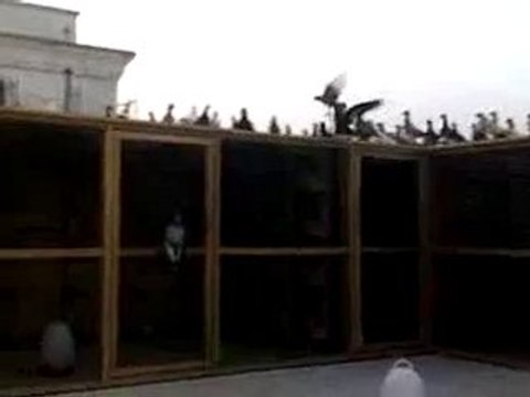 suriye karışma kuşları 2 guvercinrehberi.com