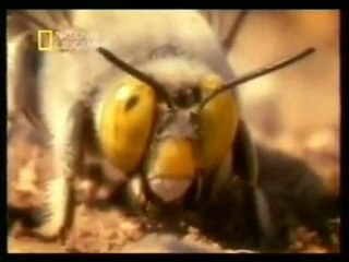 Conducta sexual de las abejas excavadoras