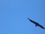 Pérou - Vols de condors dans la vallée de la Colca