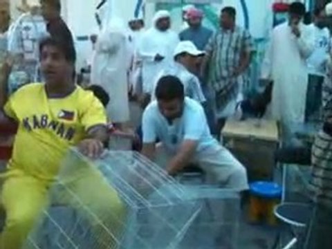 arap güvercin mezatı guvercinurfa.com