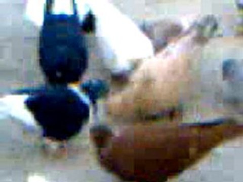 lübnan filo karışma kuşları guvercinrehberi.com