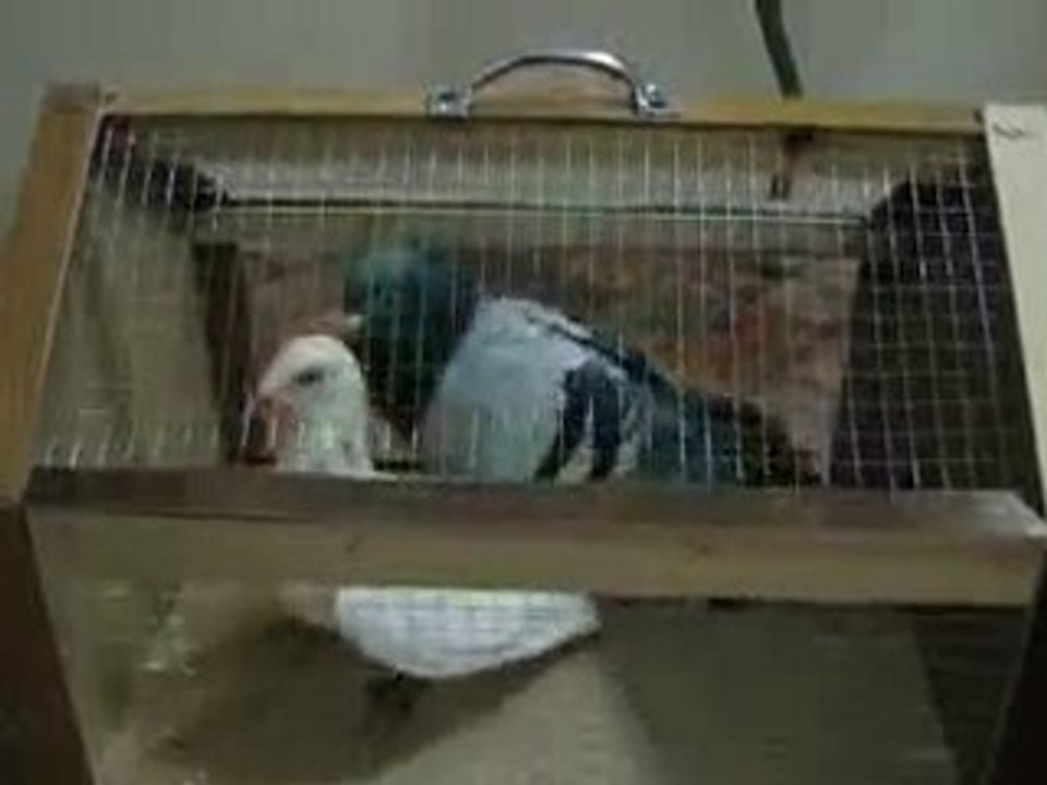 güvercin eşe atımı www.guvercinrehberi.com