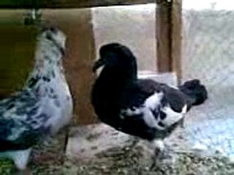 filo güvercin üretimhanesi guvercinurfa.com