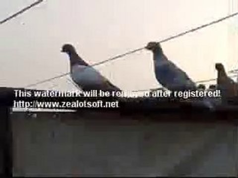 lübnan filo karışma kuşları 2 guvercinrehberi.com