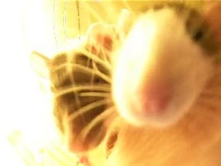 Bruits de nez de Nyu