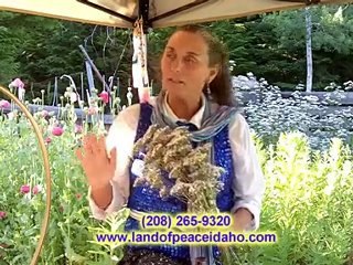 Valarian organic healing oil