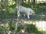 Parc des félins (2) - Tigre blanc