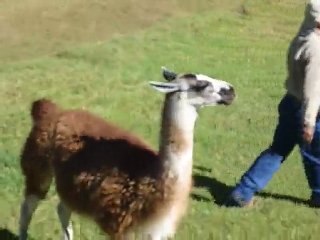 Des lamas au milieu des touristes à Machu Picchu
