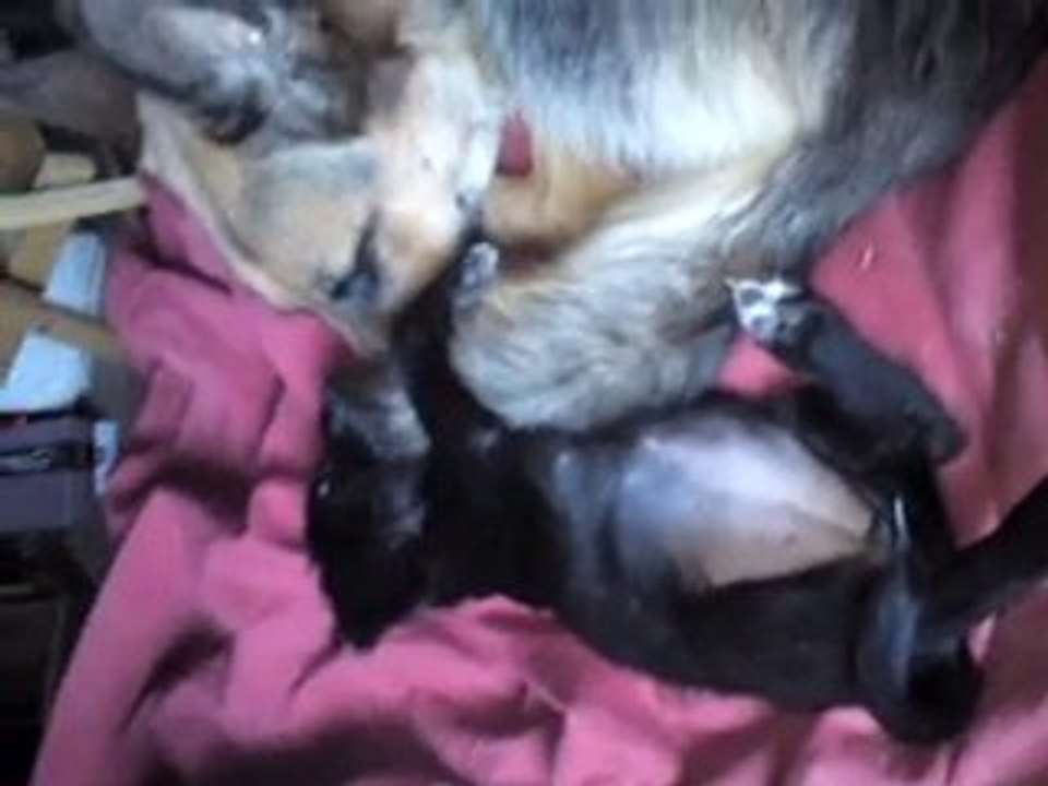 Eclipse mordue par un chiot
