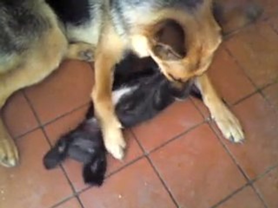 ECLIPSE ET PEPITE