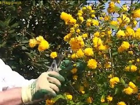 potatura delle piante sempreverdi