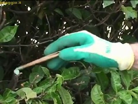 potatura delle siepi a foglia caduca e delle ceppaie