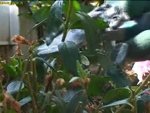 potatura di azalee e rododendri