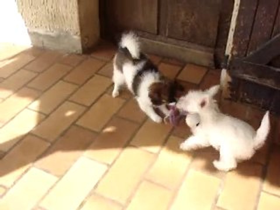 Chiots Epagneul Nain Continental Phalène et westie jeux
