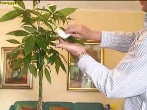 pulire le foglie delle piante