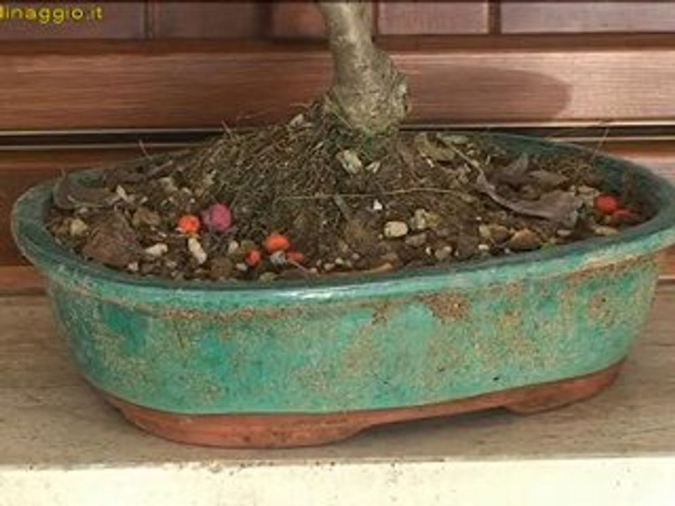 riparare i bonsai e le piante grasse per l'inverno video