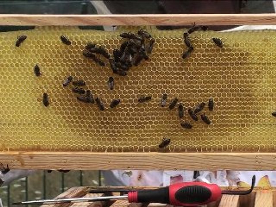 2/4 suivi bati Hausse de  Miel !!!  Balma 29/07/2010