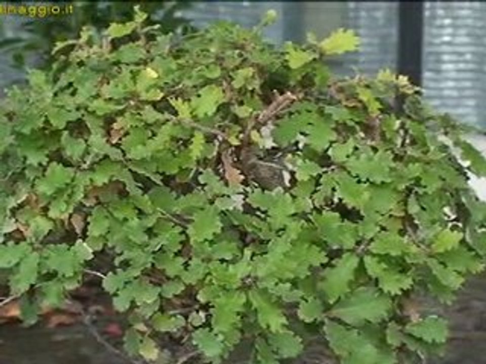 stili di bonsai