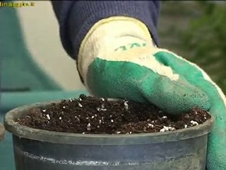 talee di piante succulente