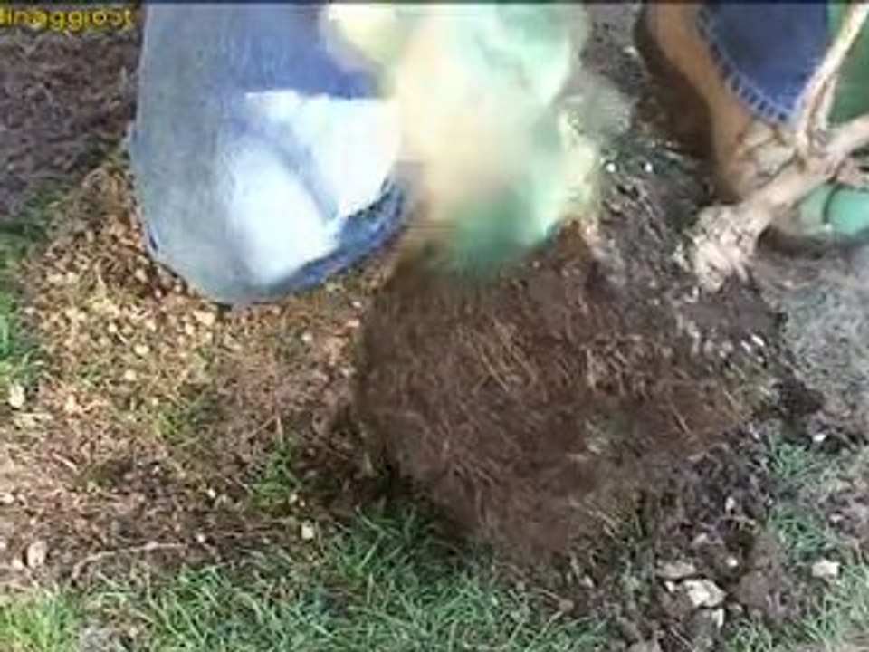 trapiantare un arbusto in giardino