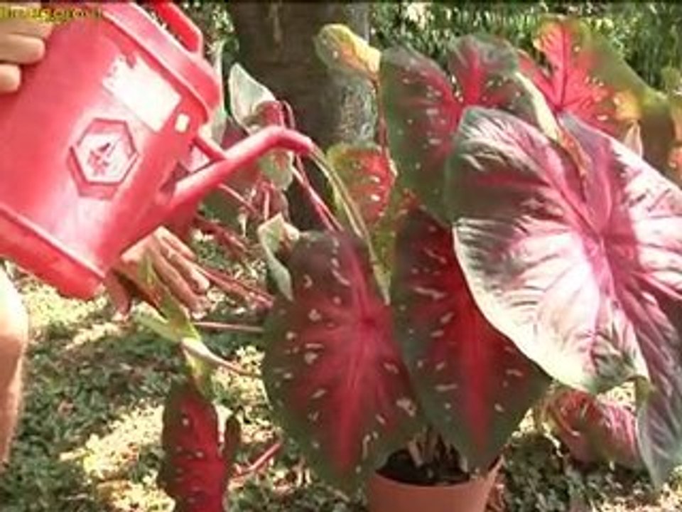 caladium