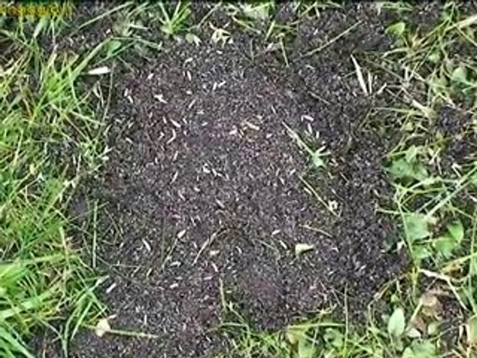 preparare la trasemina per il giardino