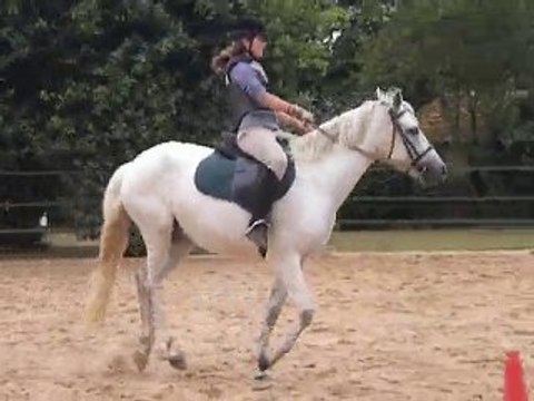 Reprise de Dressage, galop 4 avec Pasoa