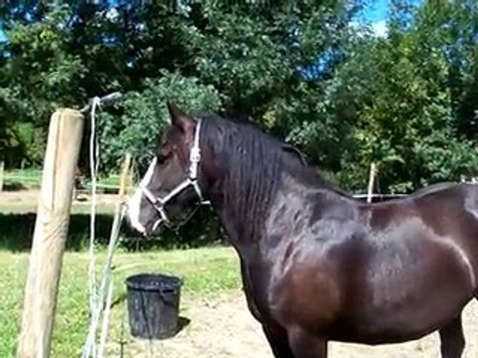 Arrivée de SALY chez EQUIFLETRIE