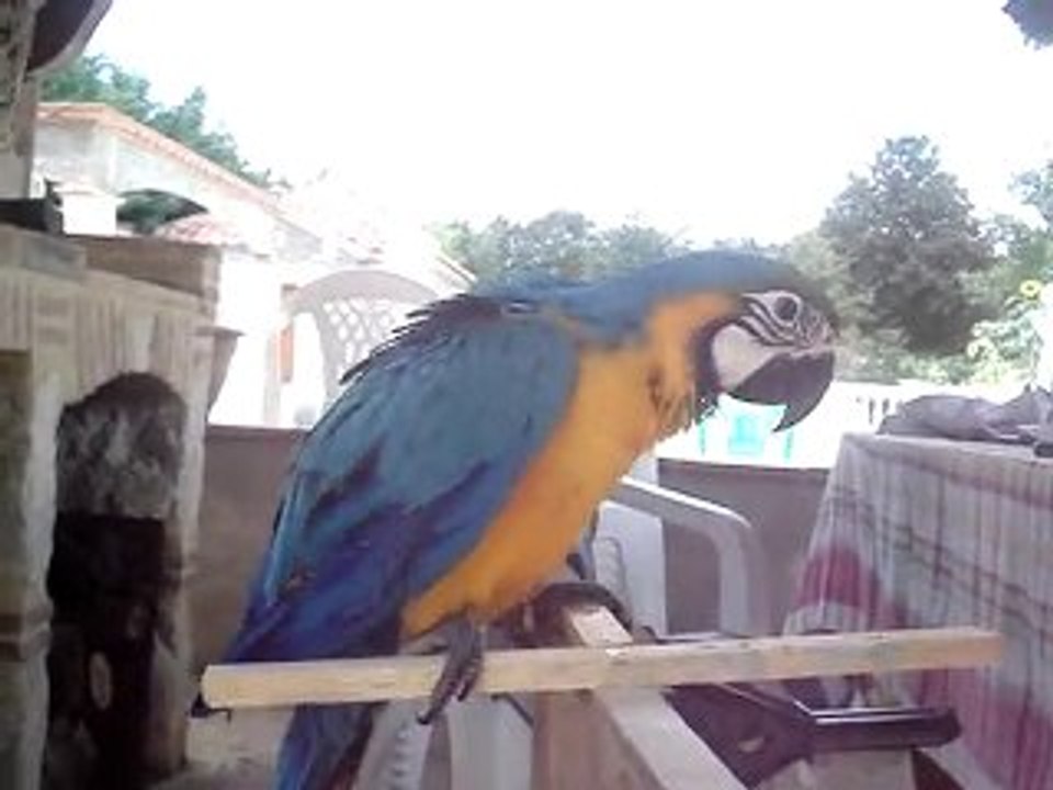 ara araraunas1 windy oiseau32 un aras de 2 mois et demi