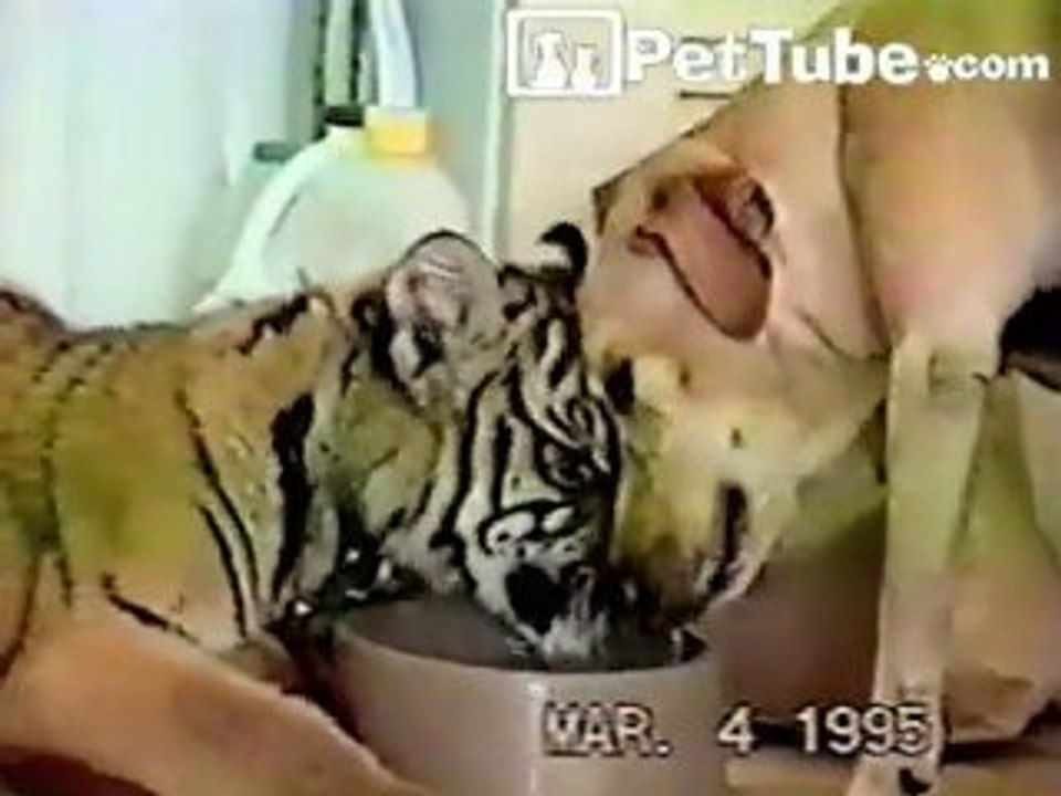 Dog and TIGER Play