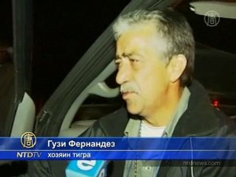 Пропавшего тигра нашли живым и невредимым