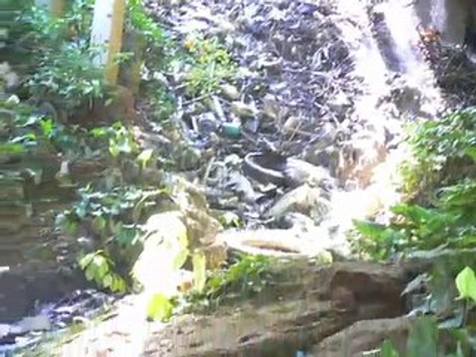 Contaminación constante rio jaya