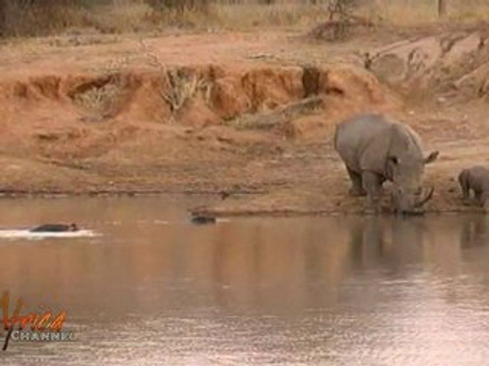 Rhino meets Hippo at waterhole in Kruger National Park