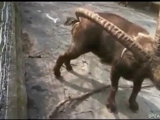 Türünün tek örneği kendini boynuzlayan hayvan hehe -D