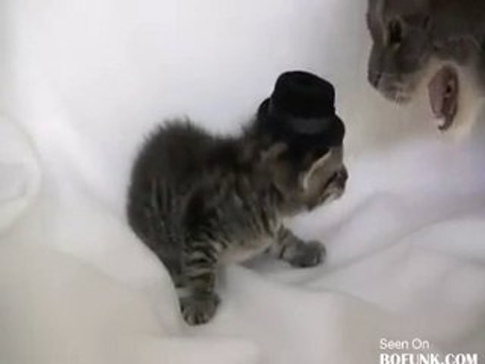 Kediler Şapka Takmamalı.. Özellikle Yavru Kediler -)