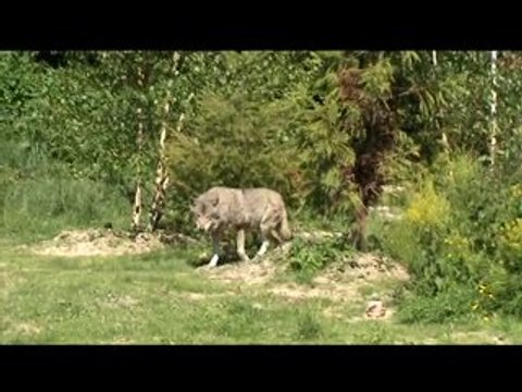 Goûters des Loups