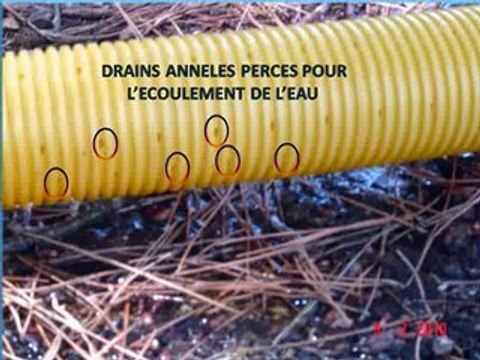 SAUVEGARDE DES 4 PINS PARASOLS