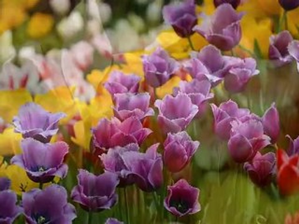 ATALARIMIZ-2009-ARIFKEMAL