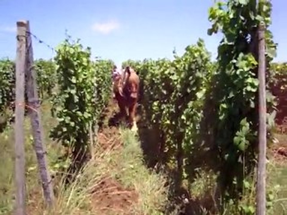 skippy labours 3