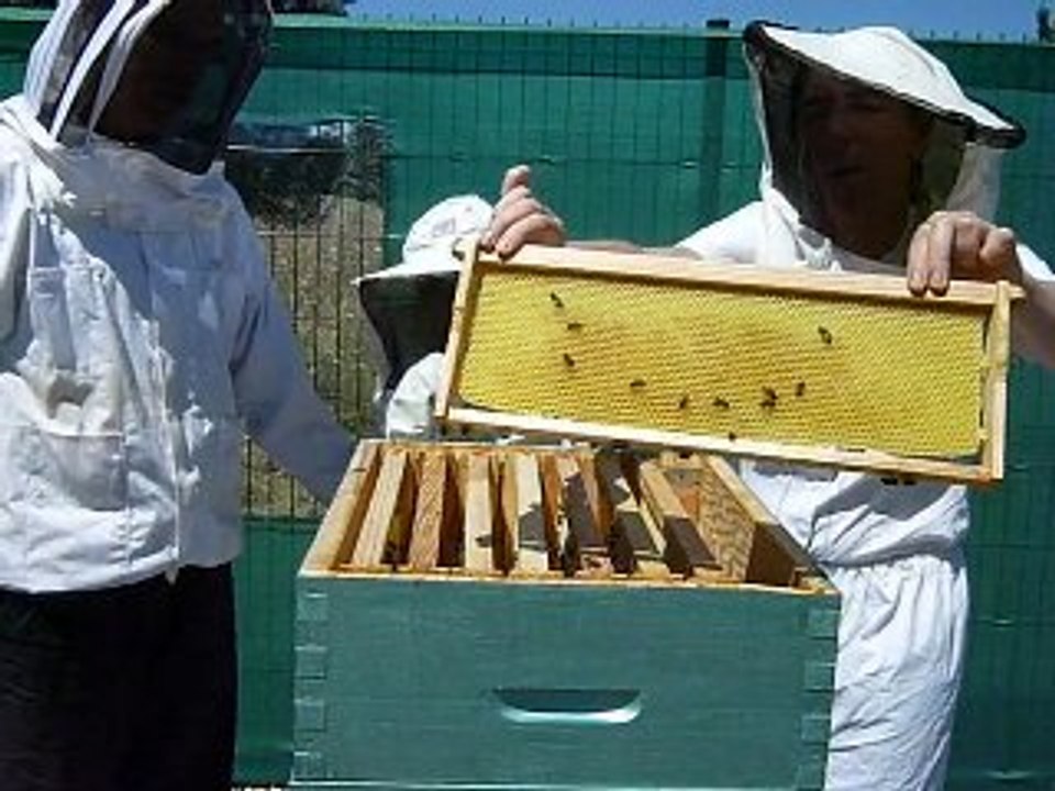 Emma decouvre le rucher de Balma 31.07.2010